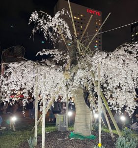 桜3