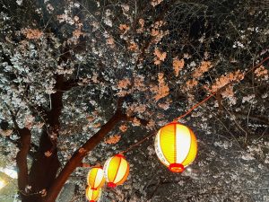 桜1