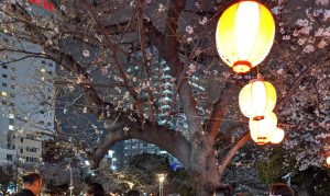 桜2